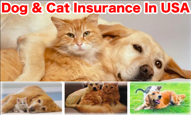 Cheapest Pet Insurance In USA